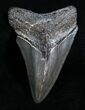 Inch Megalodon Tooth - Serrated #4609-1